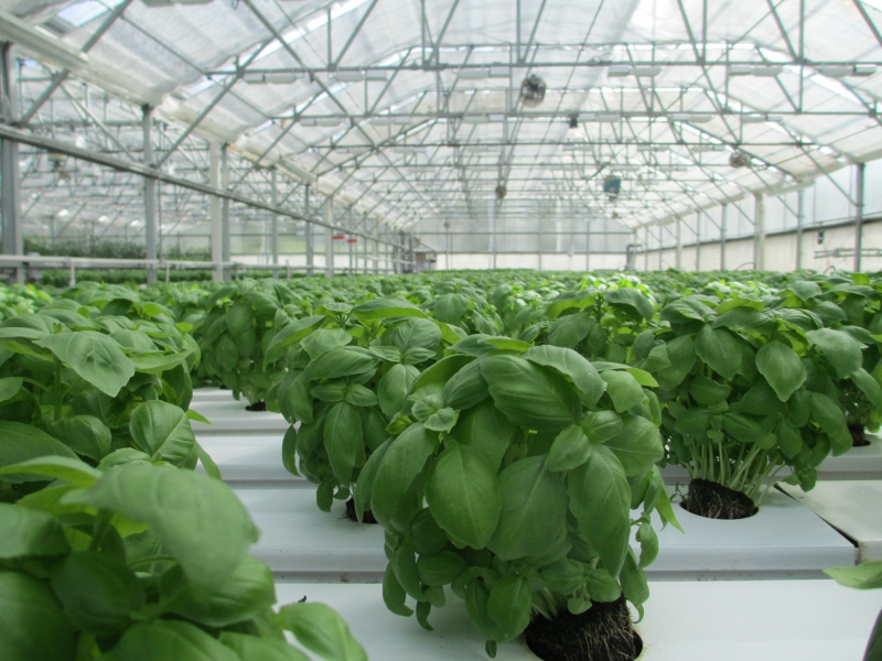 pepiniere-STE AGNES-min_basil-2053350